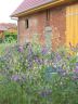 Sommerblumen am Gartenzaun