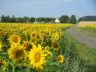 Sonnenblumenfeld auf dem Weg nach Düsterförde