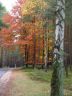 Herbst im Prieperter Wald