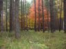 Herbst im Prieperter Wald