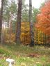 Herbst im Prieperter Wald