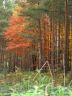 Herbst im Prieperter Wald