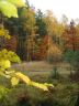 Herbst im Prieperter Wald