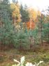 Herbst im Prieperter Wald