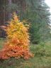 Herbst im Prieperter Wald