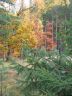 Herbst im Prieperter Wald