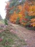 Herbst im Prieperter Wald